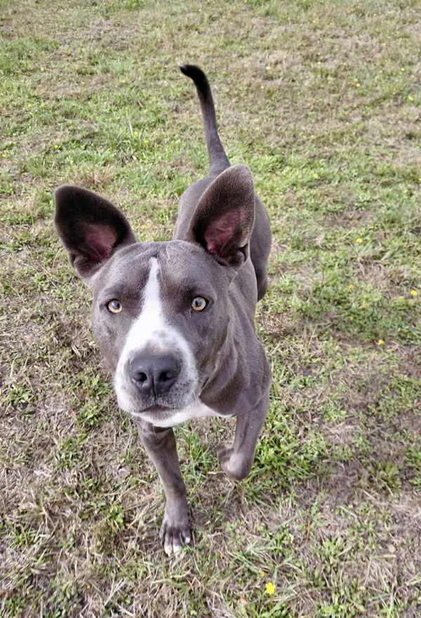 Enlarge Ryan, a Adoptable mixed breed in McMinnville, OR image 1/5