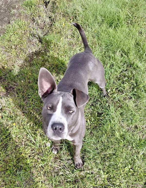 Ryan, a Adoptable mixed breed in McMinnville, OR image 2/5