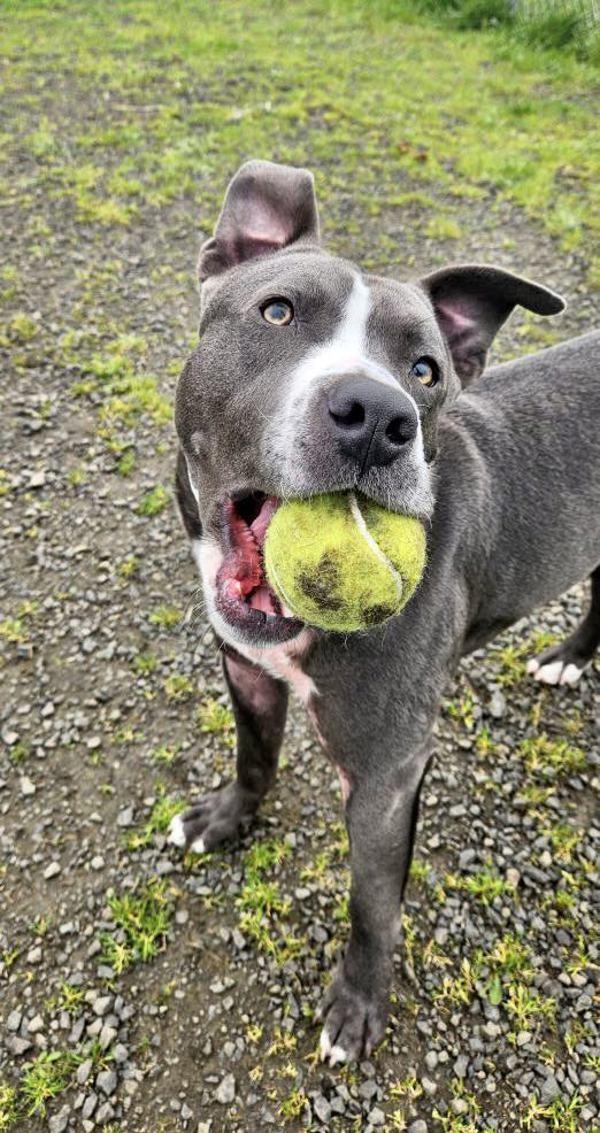 Enlarge Ryan, a Adoptable mixed breed in McMinnville, OR image 4/5