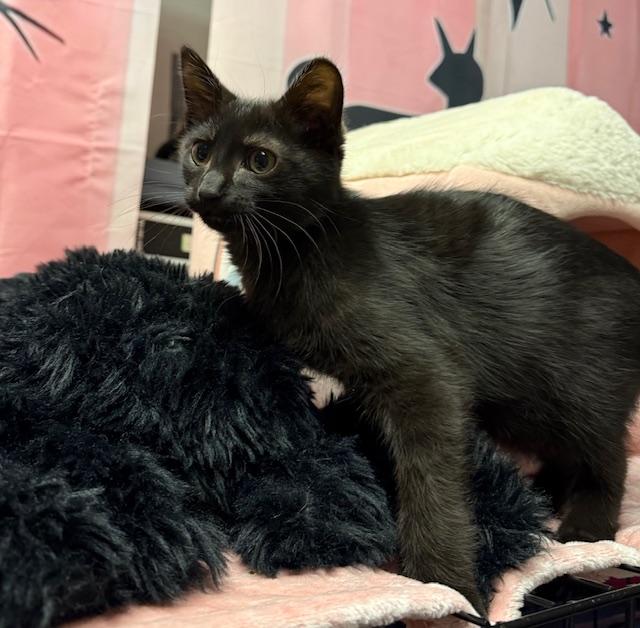 Enlarge Louie, a ADOPTABLE American Shorthair in Mount Pleasant, SC image 3/5