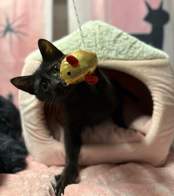 Enlarge Louie, a ADOPTABLE American Shorthair in Mount Pleasant, SC image 4/5