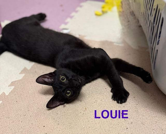 Louie, ADOPTABLE, Young Male American Shorthair.