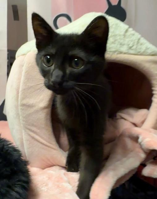 Enlarge Louie, a ADOPTABLE American Shorthair in Mount Pleasant, SC image 2/5