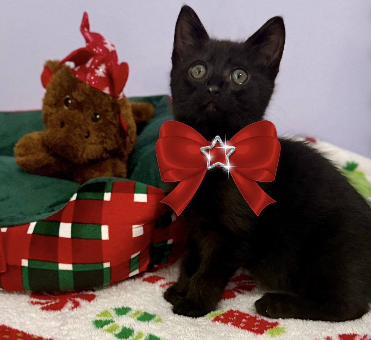 Enlarge Lucy, a ADOPTABLE American Shorthair in Mount Pleasant, SC image 1/1