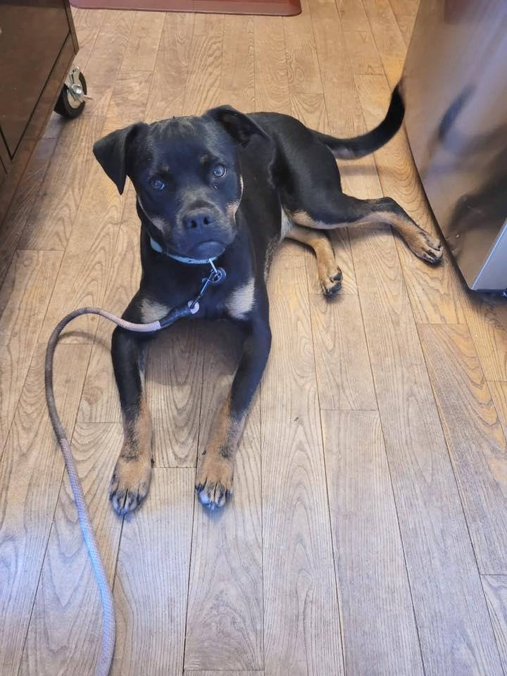 Enlarge Cooter, a ADOPTABLE mixed breed in Traverse City, MI image 1/1