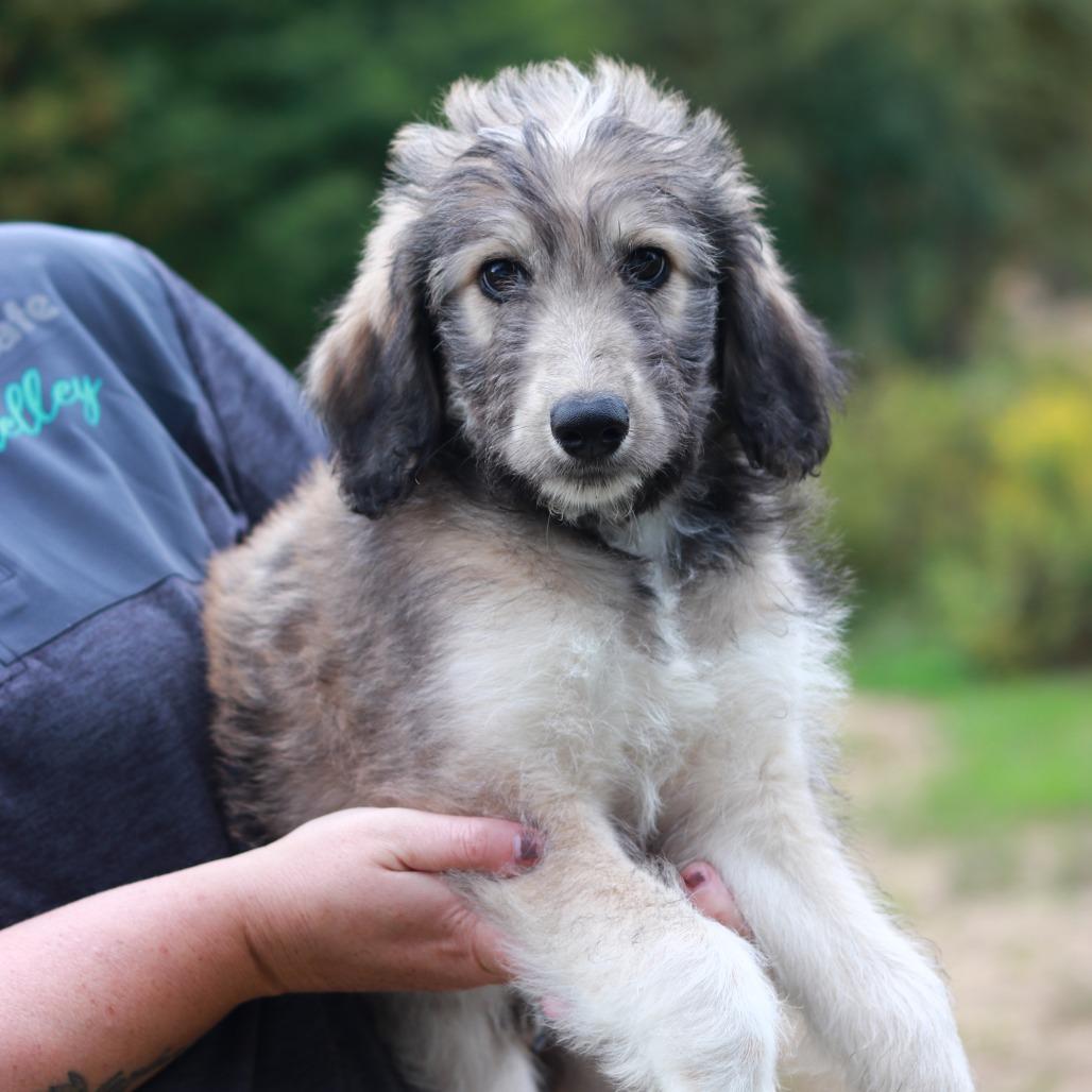 CT Paulie avail Sep 26 (Cropley's Garden- Bolton, CT), Adoptable, Puppy Male Aussiedoodle & Mixed Breed.