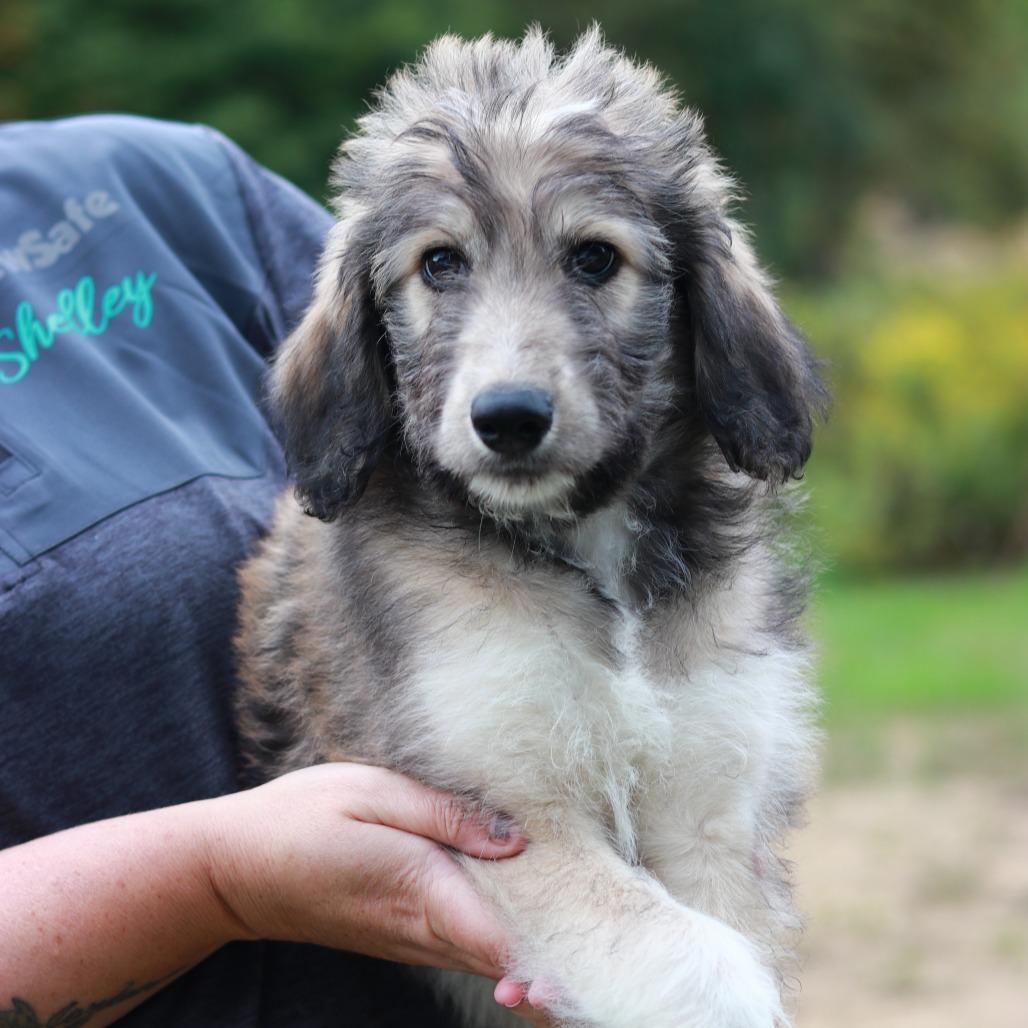 Enlarge CT Paulie avail Sep 26 (Cropley's Garden- Bolton, CT), a Adoptable mixed breed in Stormville, NY image 2/4