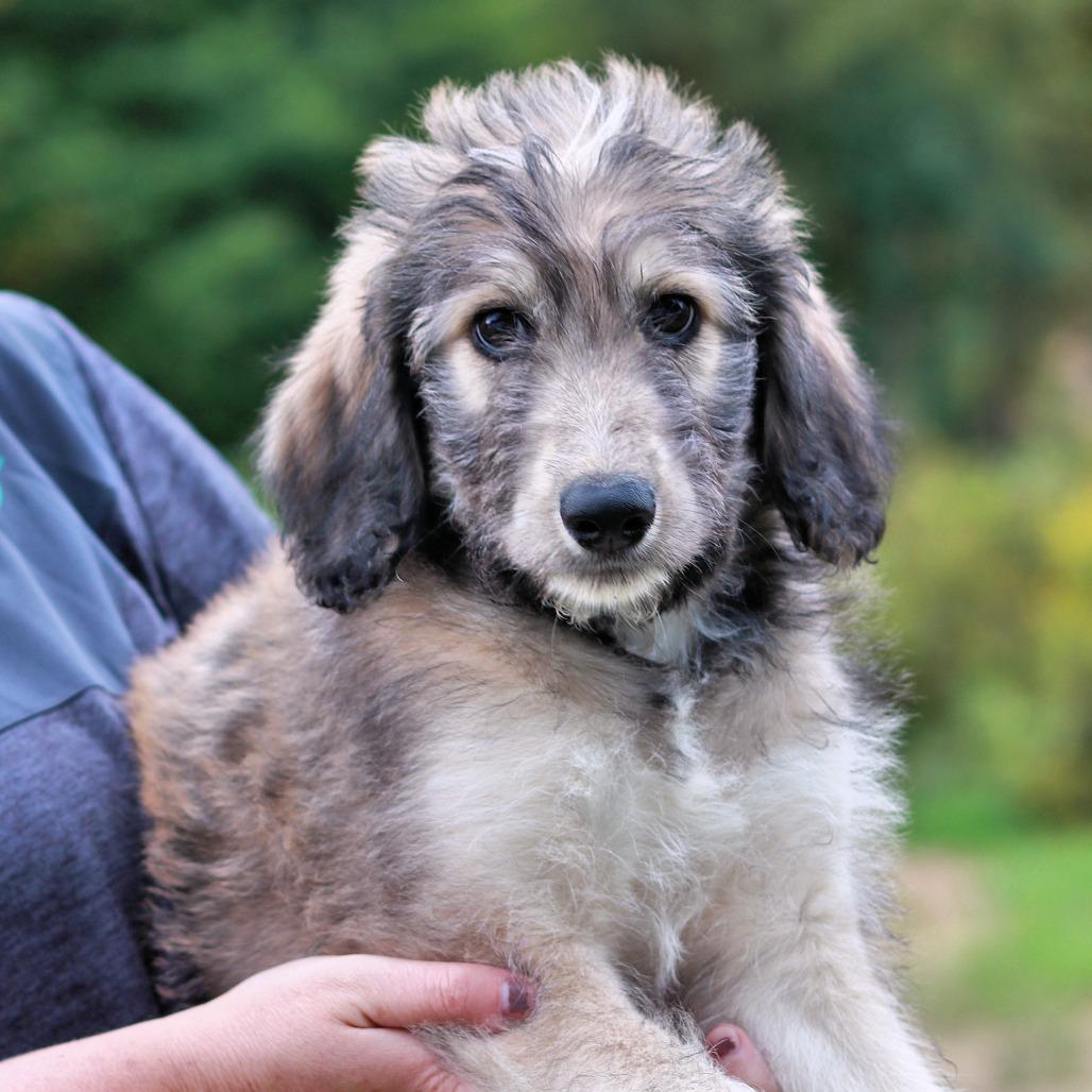 Enlarge CT Paulie avail Sep 26 (Cropley's Garden- Bolton, CT), a Adoptable mixed breed in Stormville, NY image 3/4
