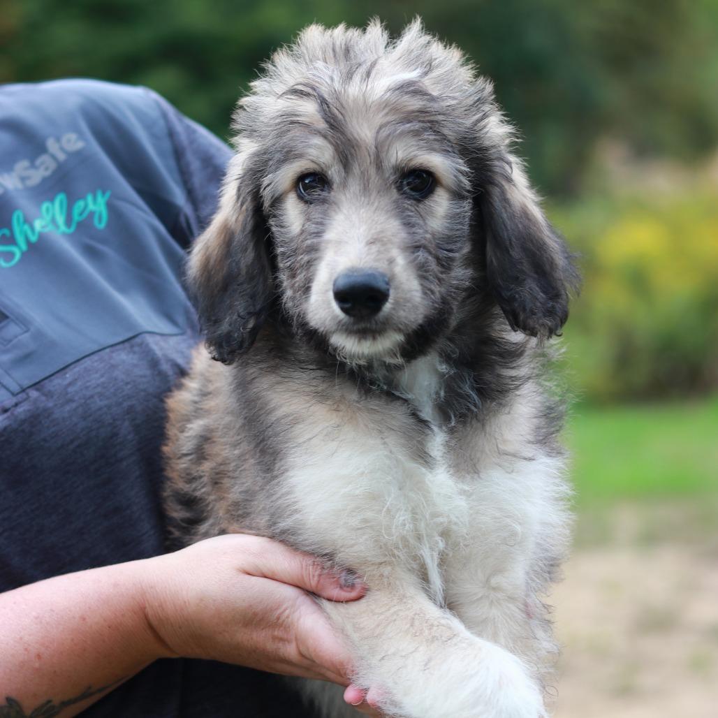 Enlarge CT Paulie avail Sep 26 (Cropley's Garden- Bolton, CT), a Adoptable mixed breed in Stormville, NY image 4/4