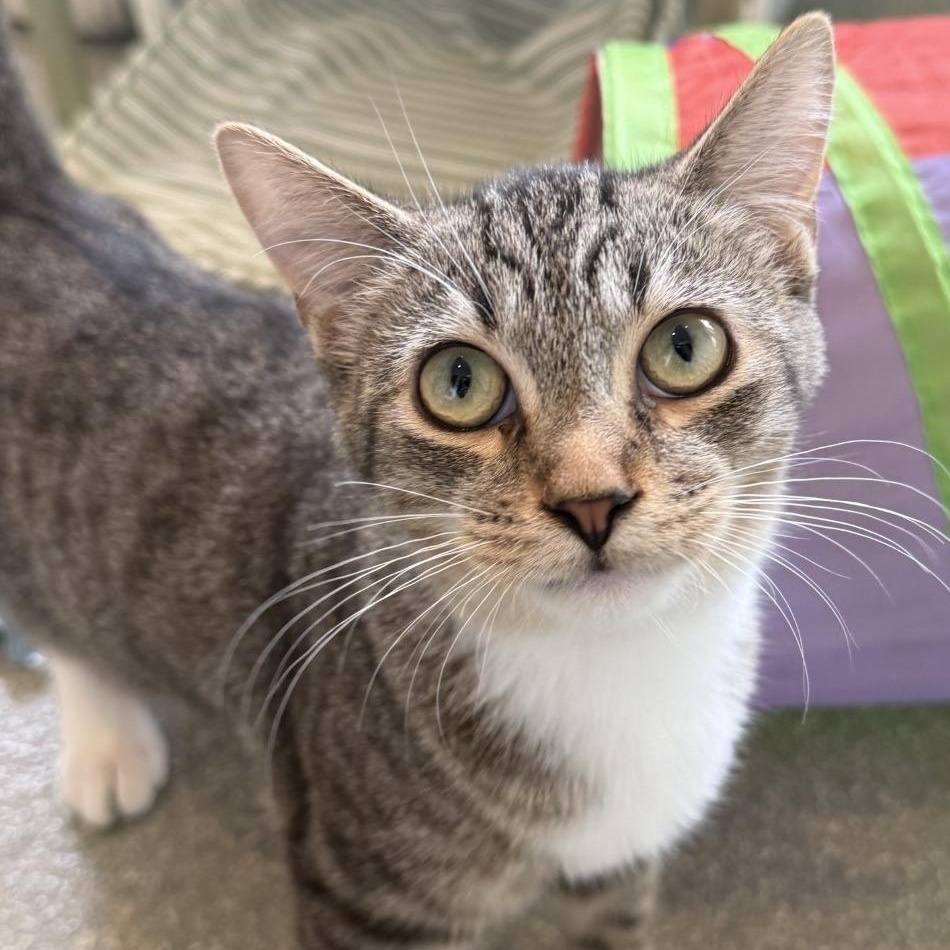 Ontario, Adoptable, Young Male Domestic Short Hair.