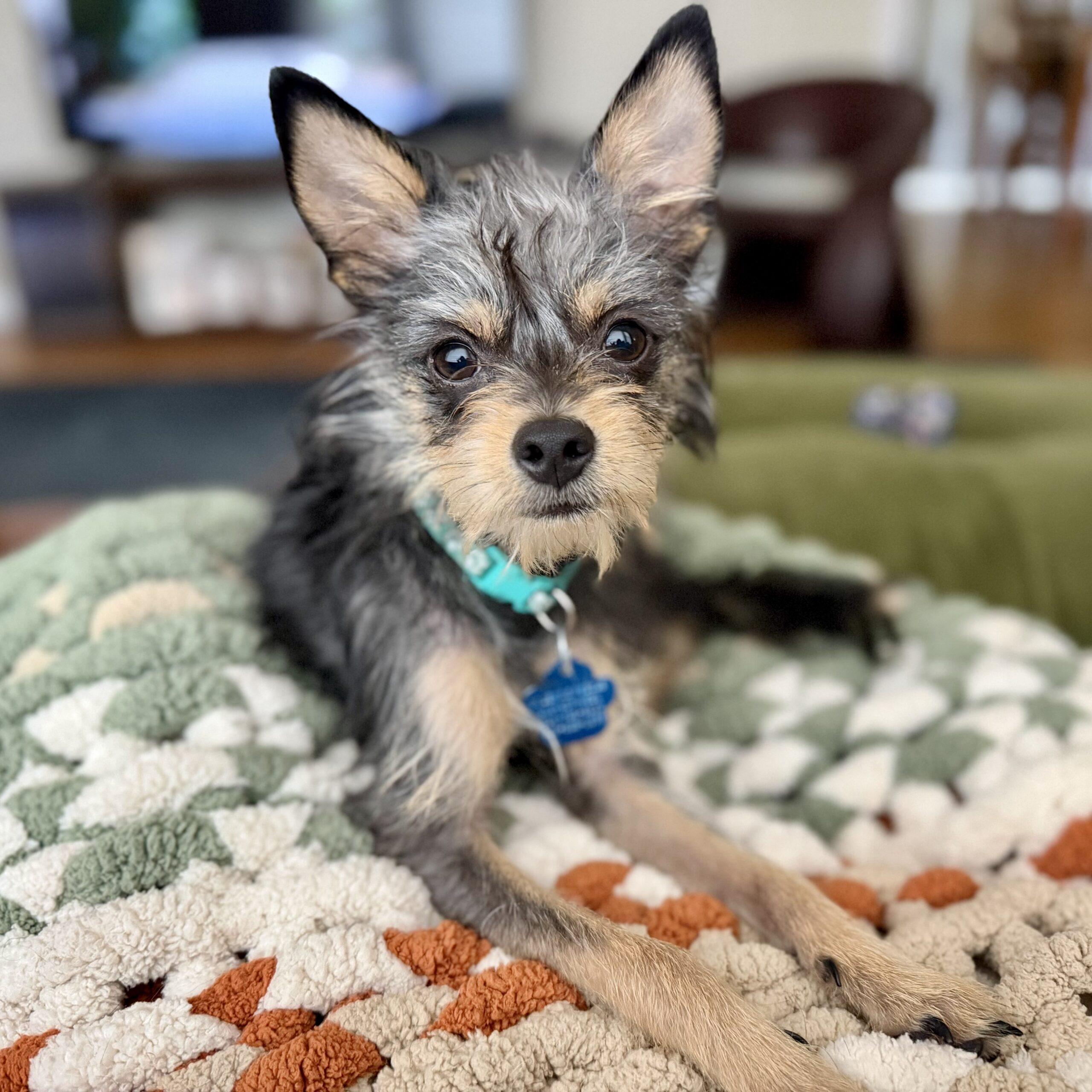 Lantana, Adoptable, Young Female Yorkshire Terrier & Chihuahua.