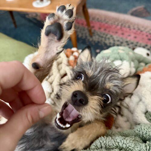 Lantana, Adoptable, Puppy Female Yorkshire Terrier & Chihuahua.