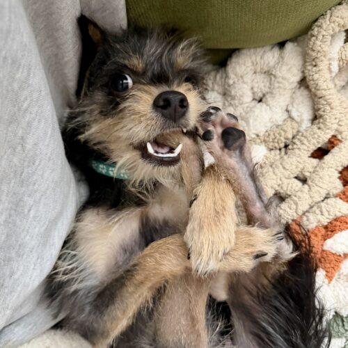 Enlarge Lantana, a Adoptable mixed breed in Broken Arrow, OK image 2/6