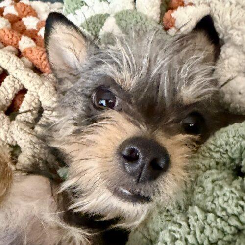 Enlarge Lantana, a Adoptable mixed breed in Broken Arrow, OK image 3/6