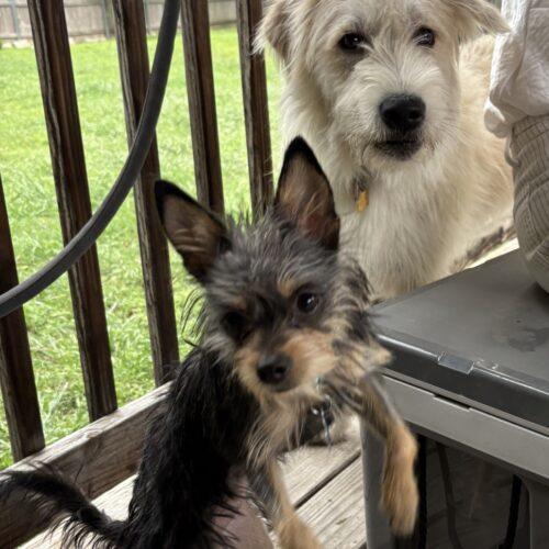 Enlarge Lantana, a Adoptable mixed breed in Broken Arrow, OK image 4/6