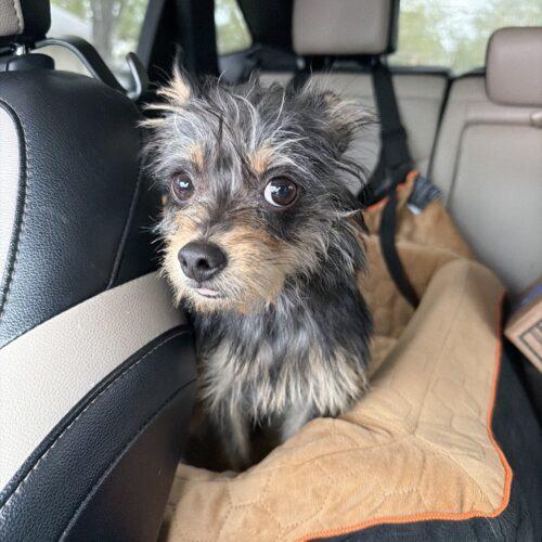 Enlarge Lantana, a Adoptable mixed breed in Broken Arrow, OK image 5/6