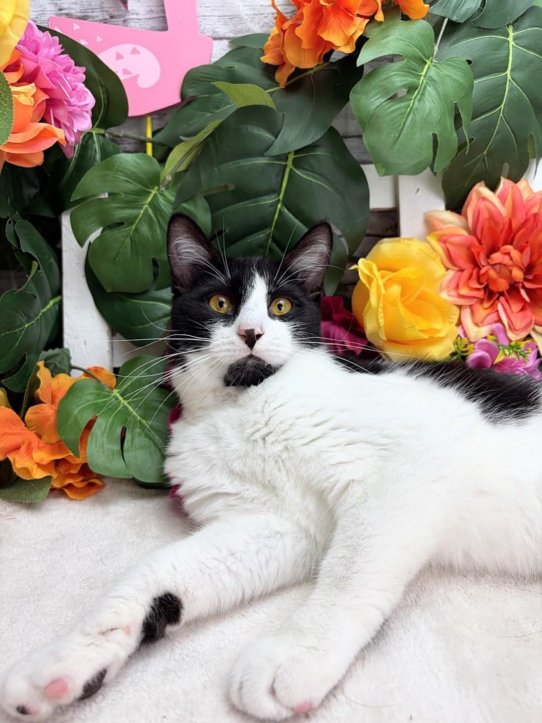 Stew - The Tiny Vampire, Adoptable, Kitten Male Domestic Short Hair.