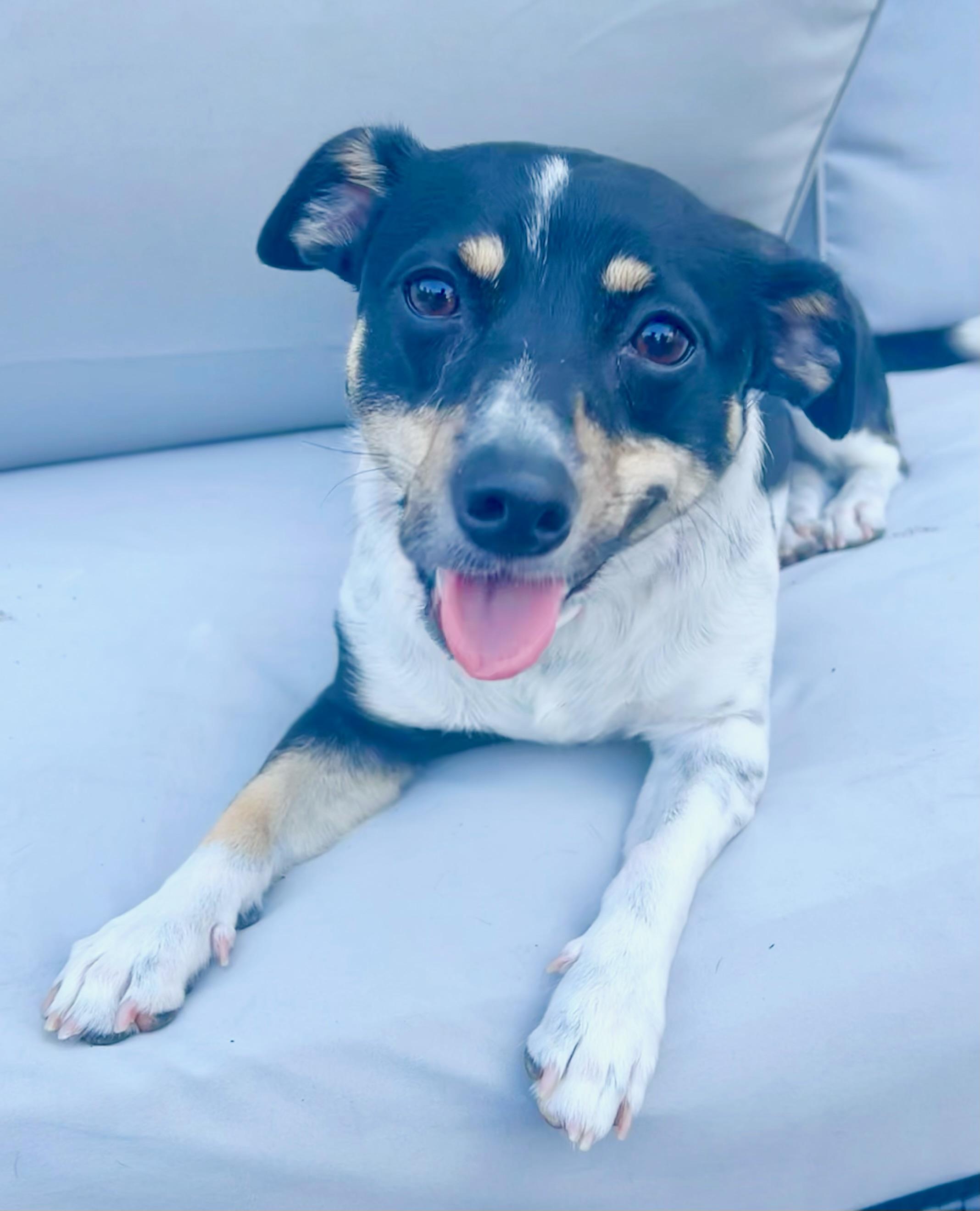 Nova, an adoptable Jack Russell Terrier, Chiweenie in san ramon, CA, 94583 | Photo Image 1