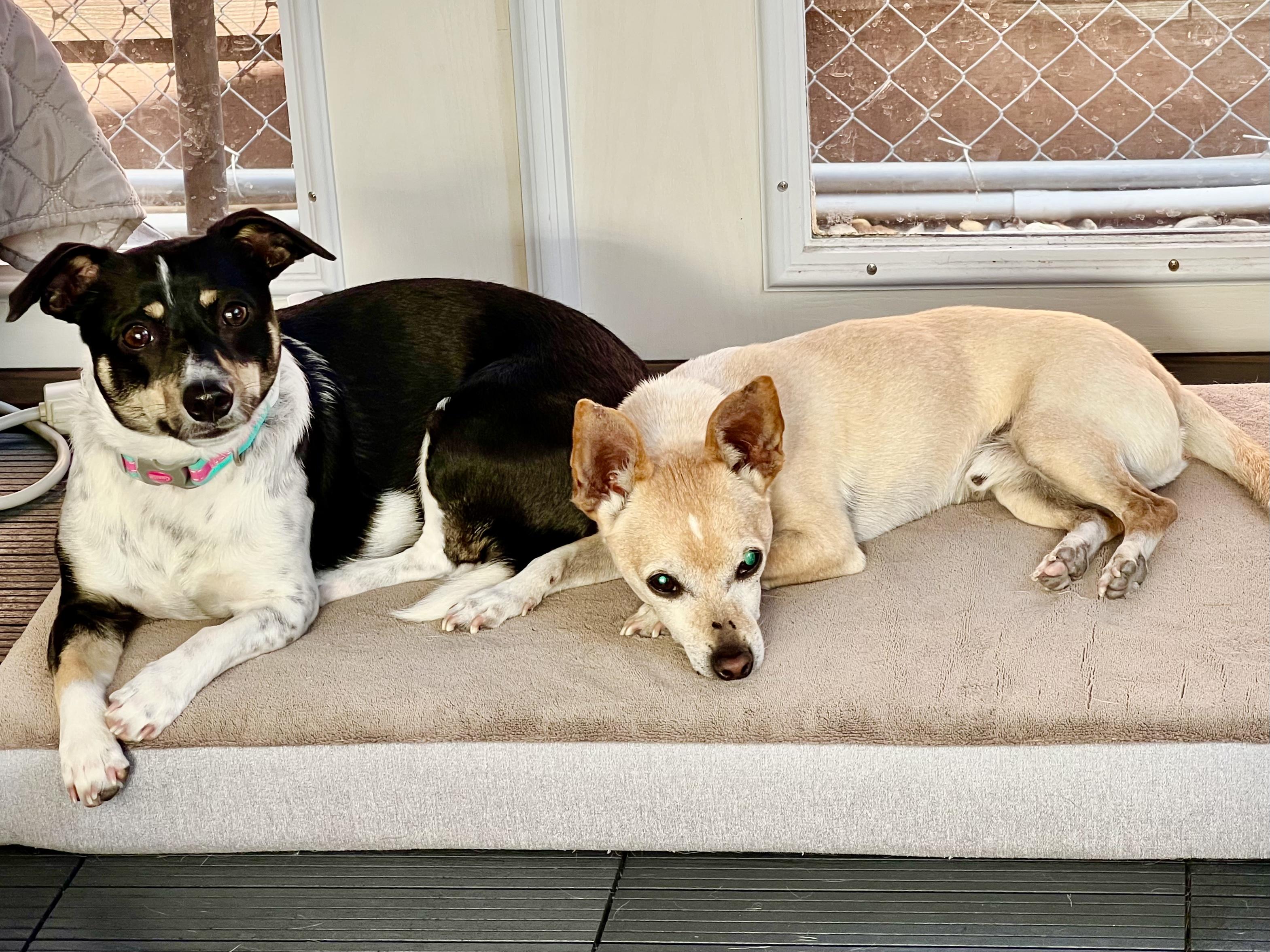 Nova, an adoptable Jack Russell Terrier, Chiweenie in san ramon, CA, 94583 | Photo Image 3