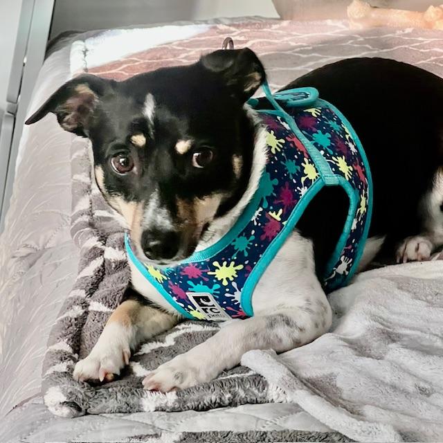 Nova, an adoptable Jack Russell Terrier, Chiweenie in san ramon, CA, 94583 | Photo Image 5