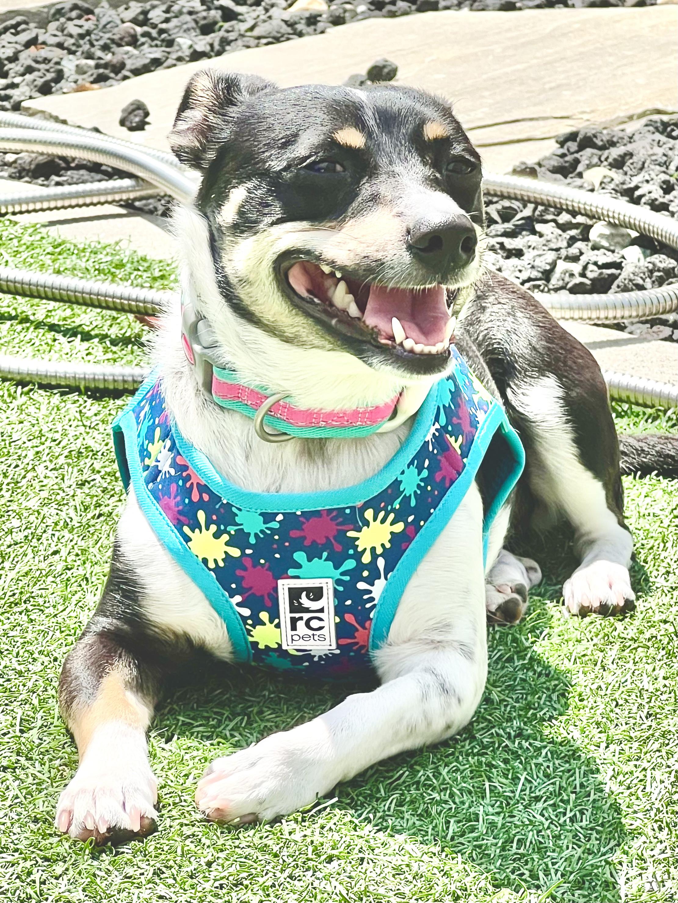 Nova, an adoptable Jack Russell Terrier, Chiweenie in san ramon, CA, 94583 | Photo Image 2