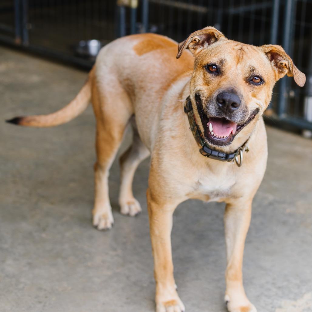Clarissa, Adoptable, Adult Female Terrier & Mixed Breed.