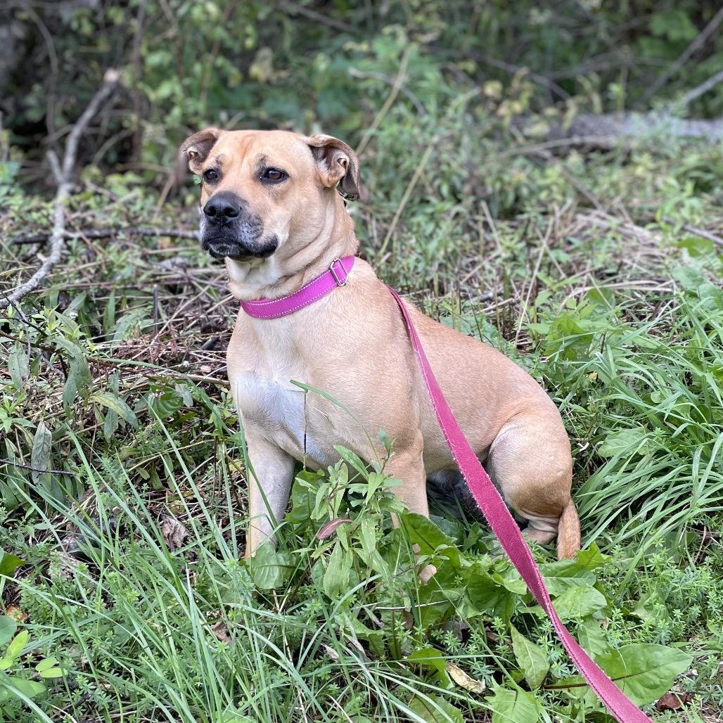 Enlarge Clarissa, a Adoptable mixed breed in Enfield, NH image 2/6