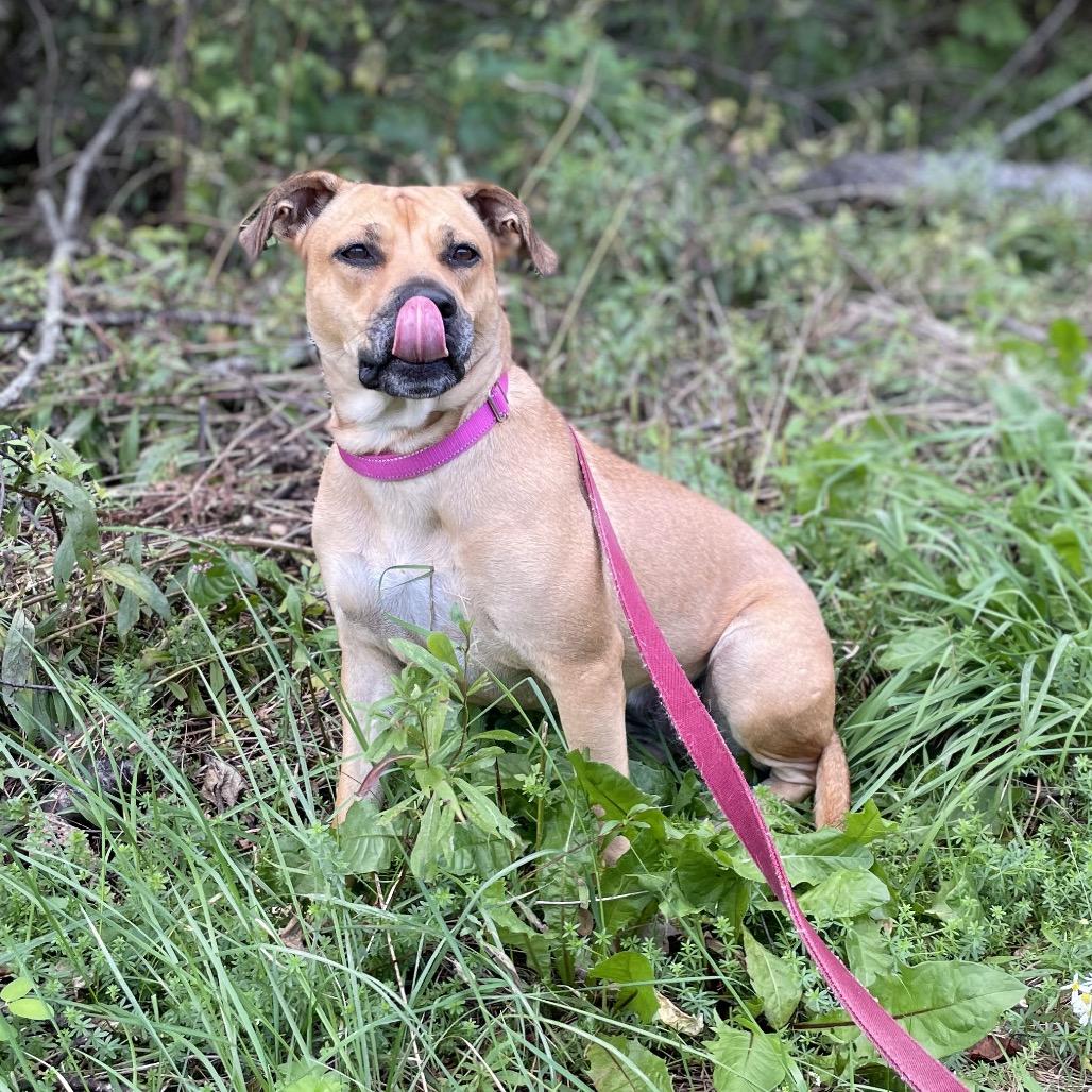 Enlarge Clarissa, a Adoptable mixed breed in Enfield, NH image 3/6