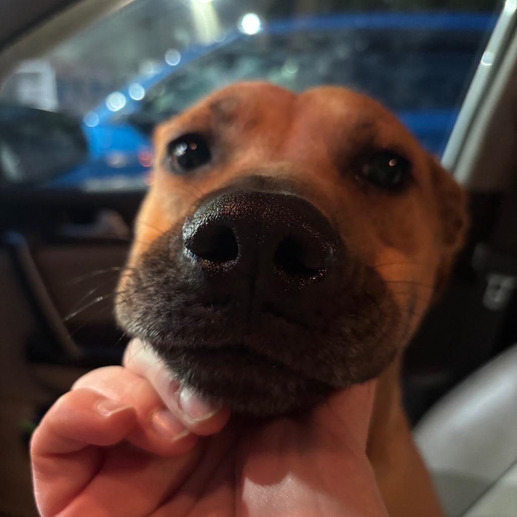 Enlarge Clarissa, a Adoptable mixed breed in Enfield, NH image 4/6