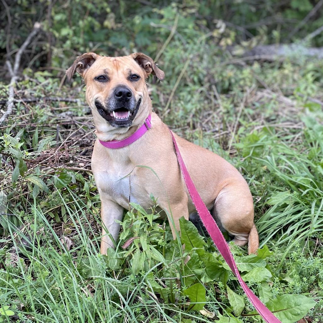 Enlarge Clarissa, a Adoptable mixed breed in Enfield, NH image 5/6