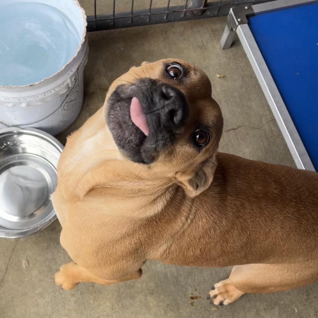 Enlarge Clarissa, a Adoptable mixed breed in Enfield, NH image 6/6