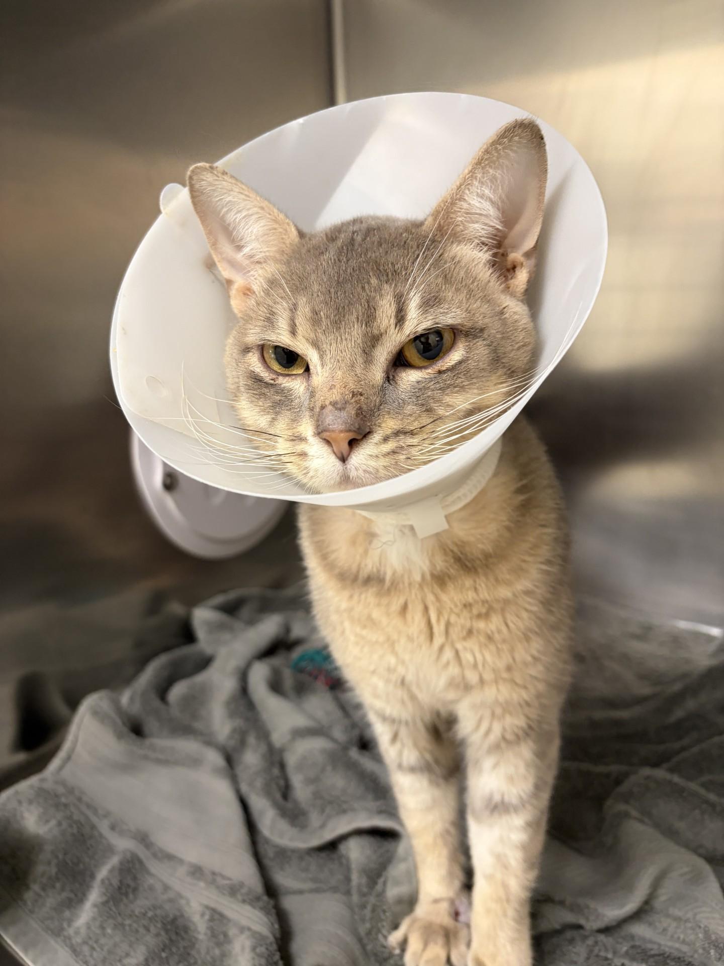 Enlarge Zig Zag, a Adopted Domestic Short Hair in Mississauga, ON image 5/6