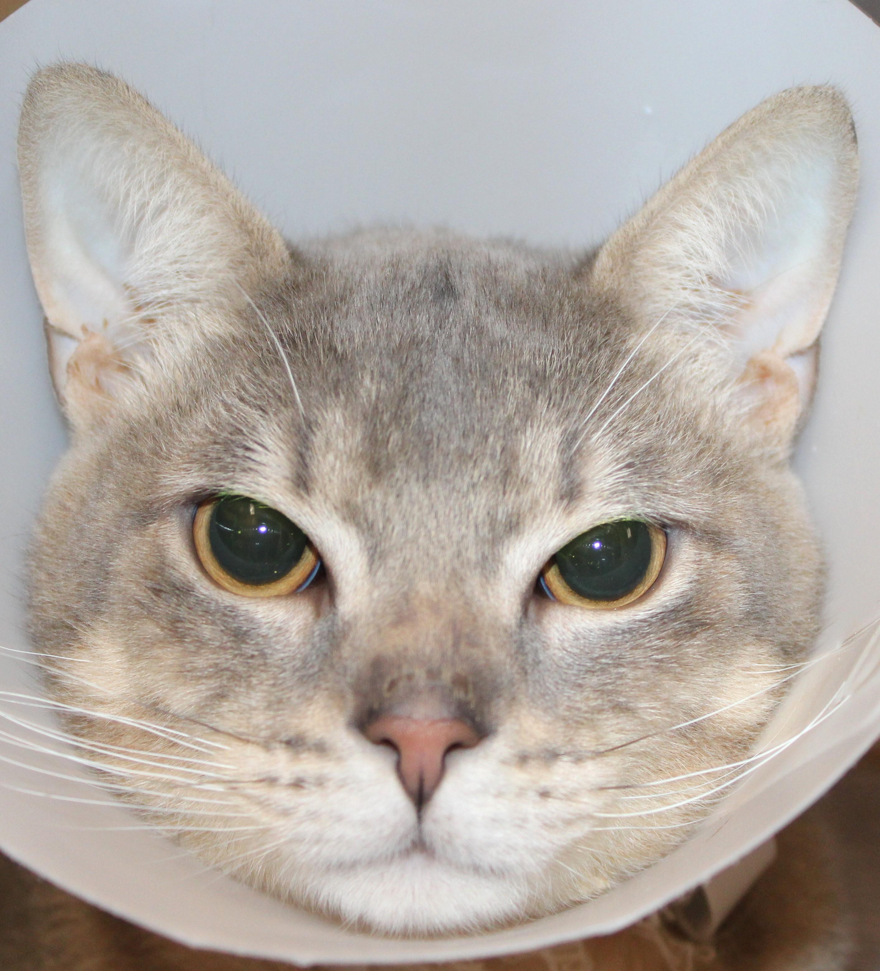 Zig Zag, Adopted, Adult Male Domestic Short Hair.