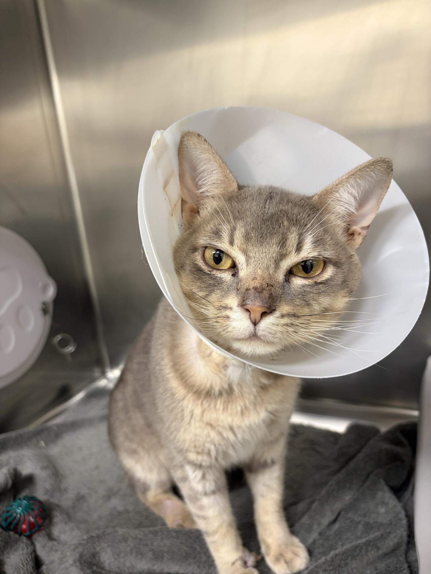 Enlarge Zig Zag, a Adopted Domestic Short Hair in Mississauga, ON image 4/6