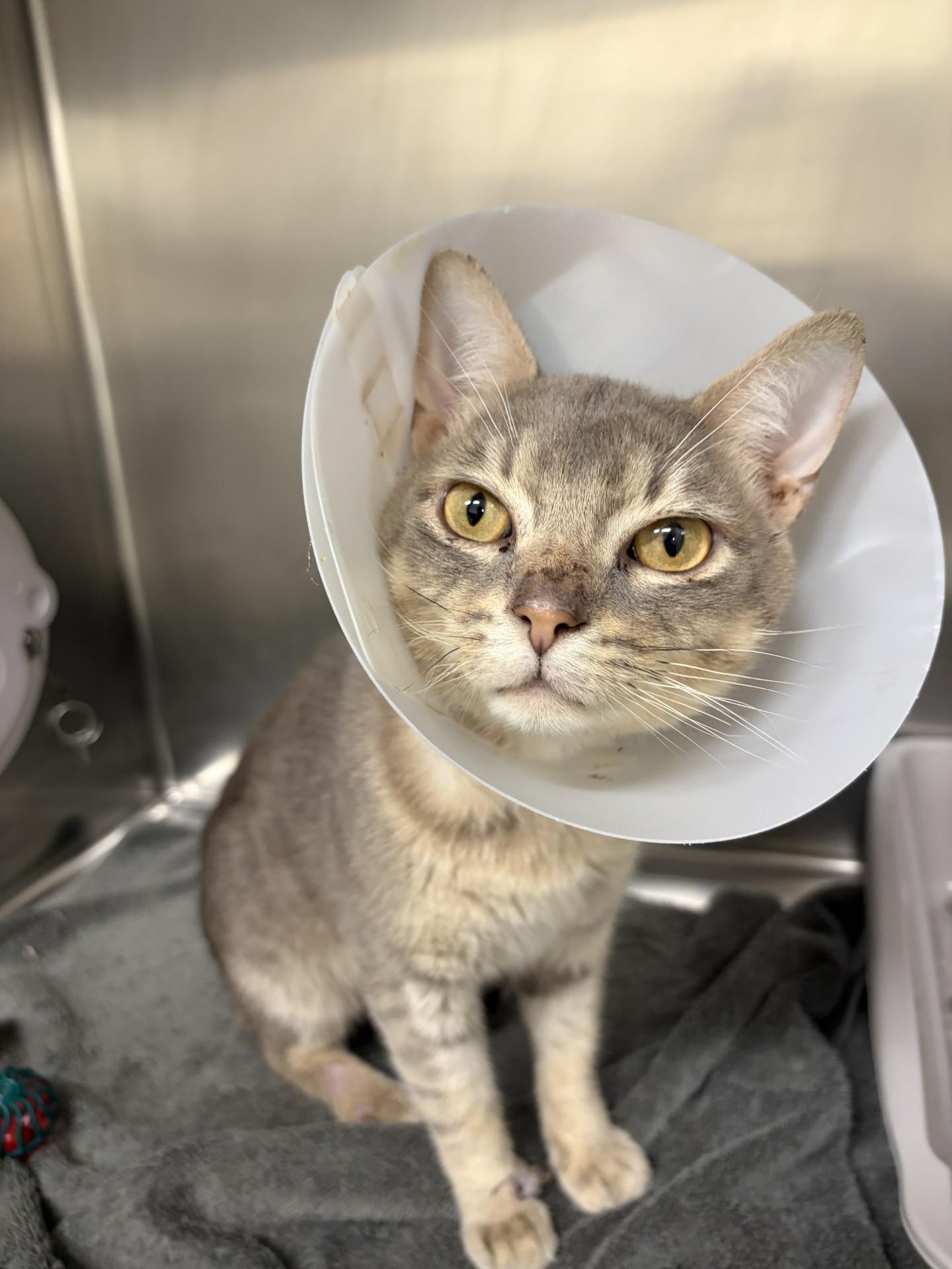 Enlarge Zig Zag, a Adopted Domestic Short Hair in Mississauga, ON image 3/6