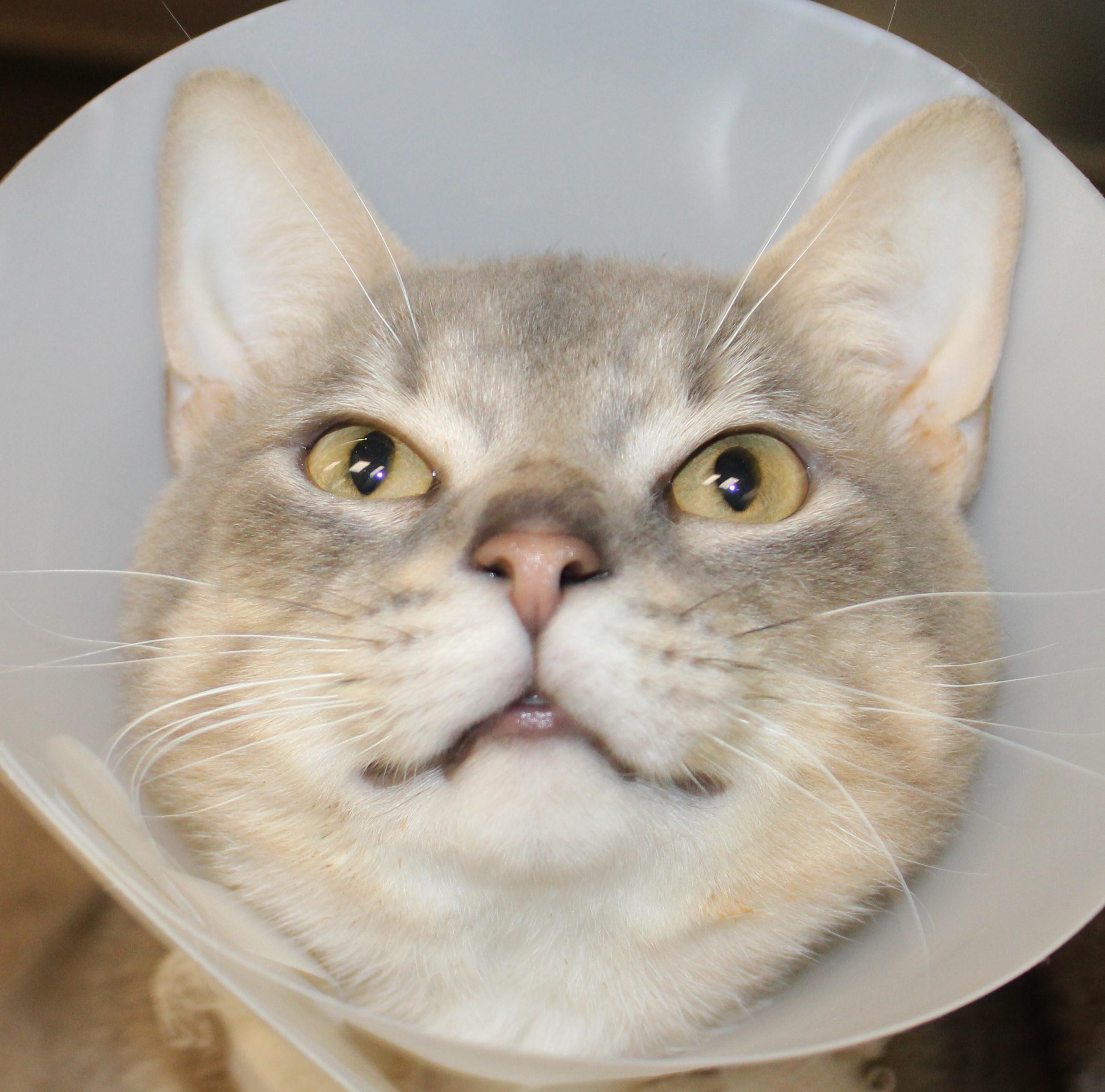 Enlarge Zig Zag, a Adopted Domestic Short Hair in Mississauga, ON image 6/6