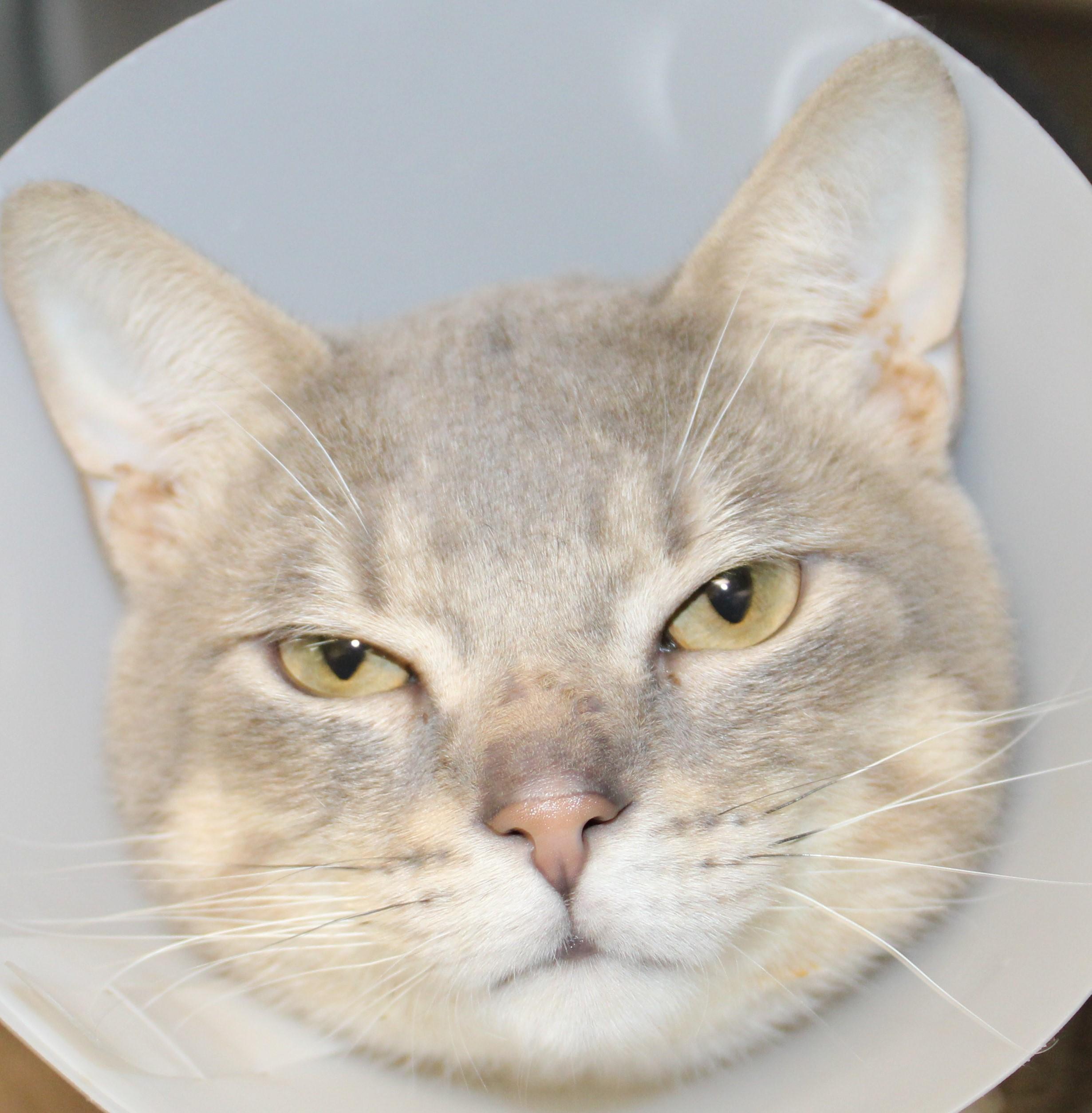 Enlarge Zig Zag, a Adopted Domestic Short Hair in Mississauga, ON image 2/6
