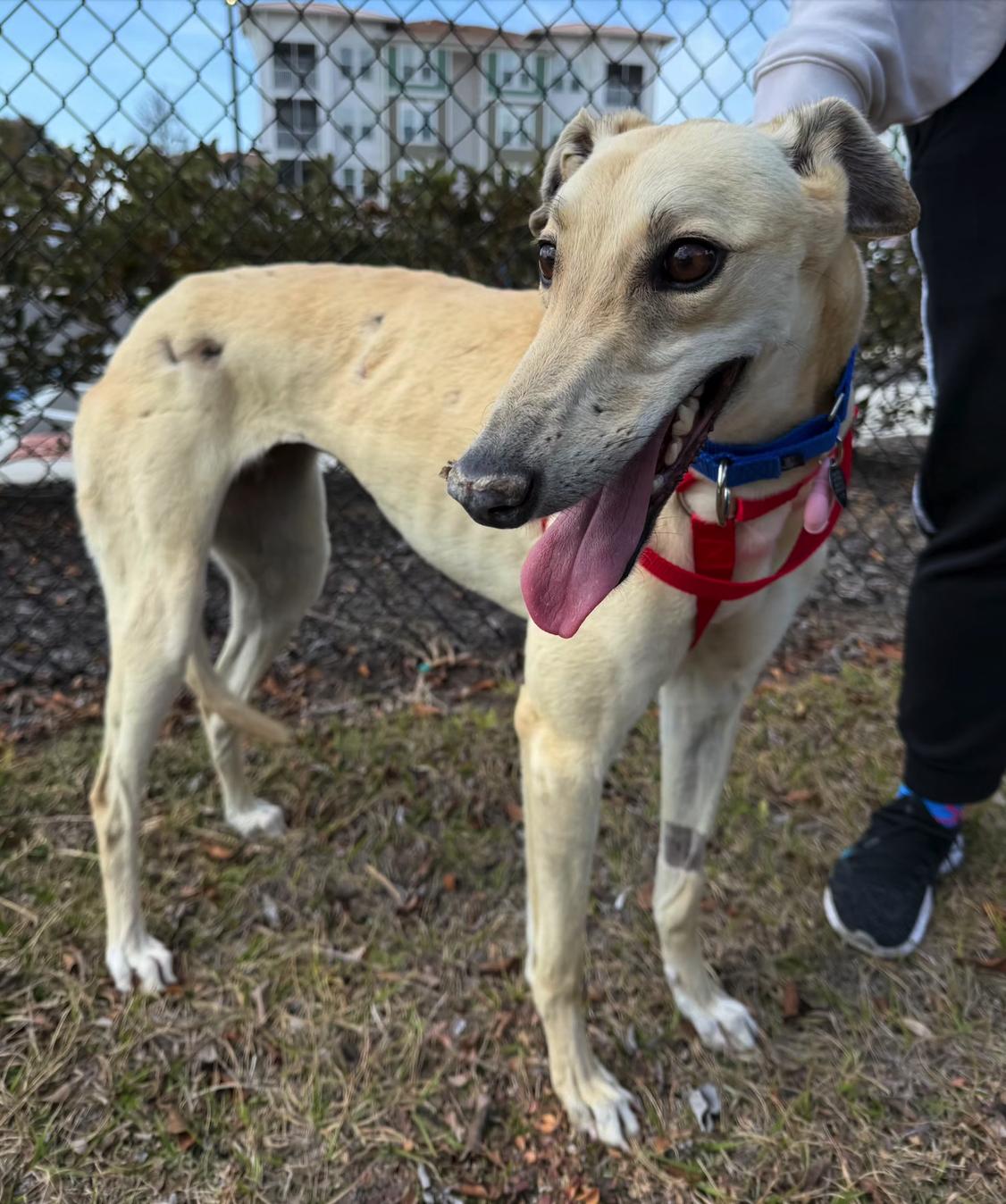 Texas Unnamed (June), Adopted, Young Female Greyhound.