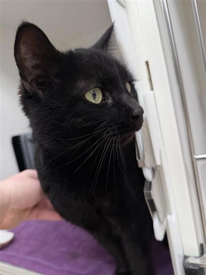 Eclipse — thumbnail 3