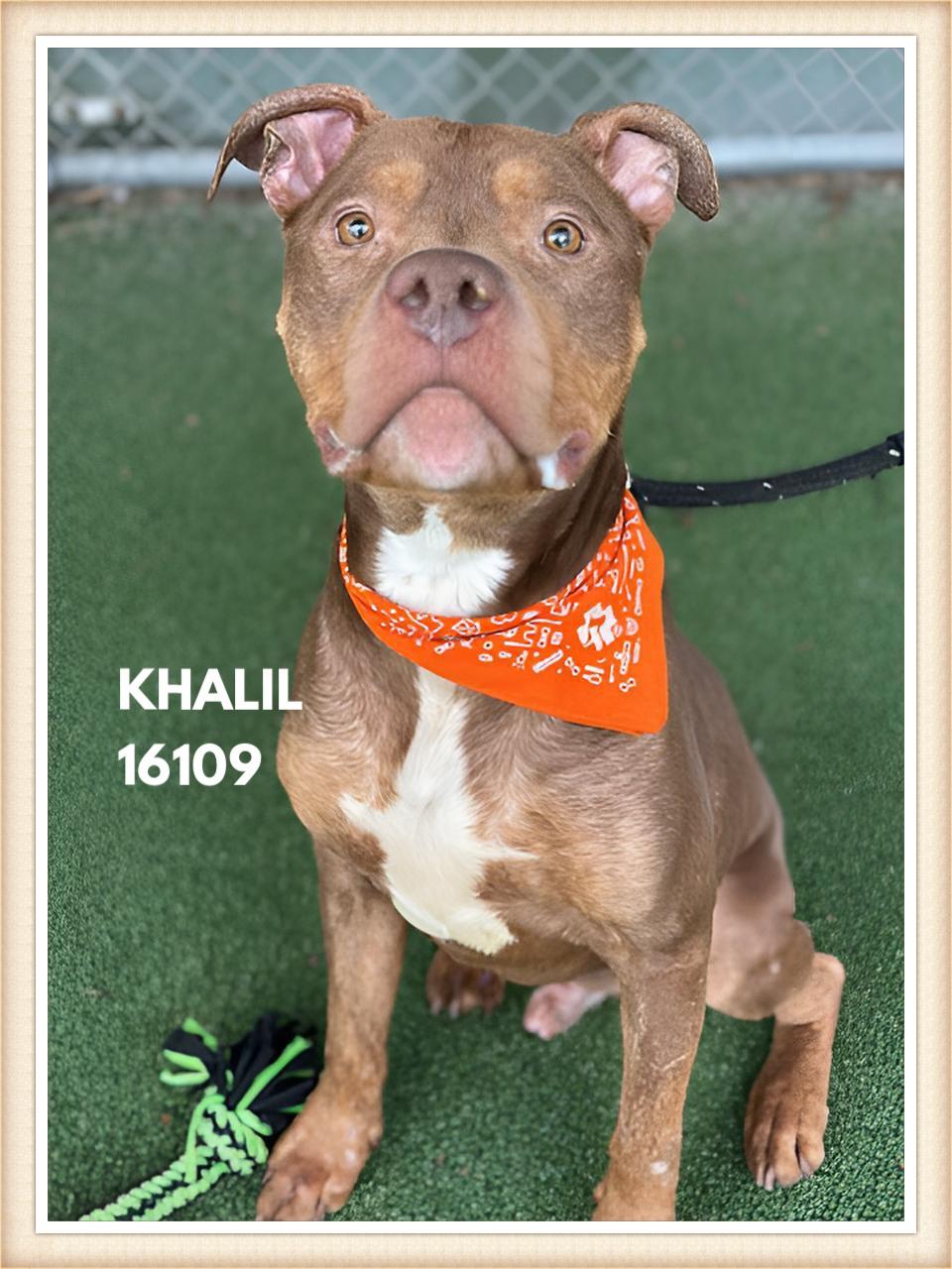 Enlarge KHALIL, a ADOPTABLE mixed breed in Marietta, GA image 5/6