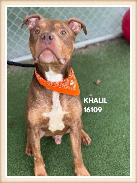 Enlarge KHALIL, a ADOPTABLE mixed breed in Marietta, GA image 6/6