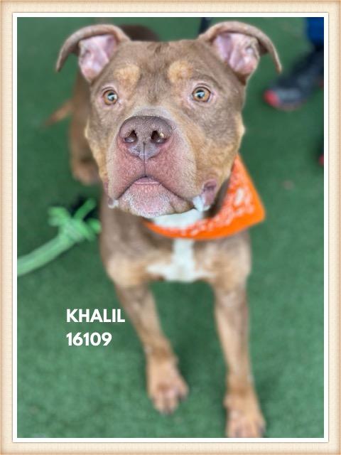 Enlarge KHALIL, a ADOPTABLE mixed breed in Marietta, GA image 3/6