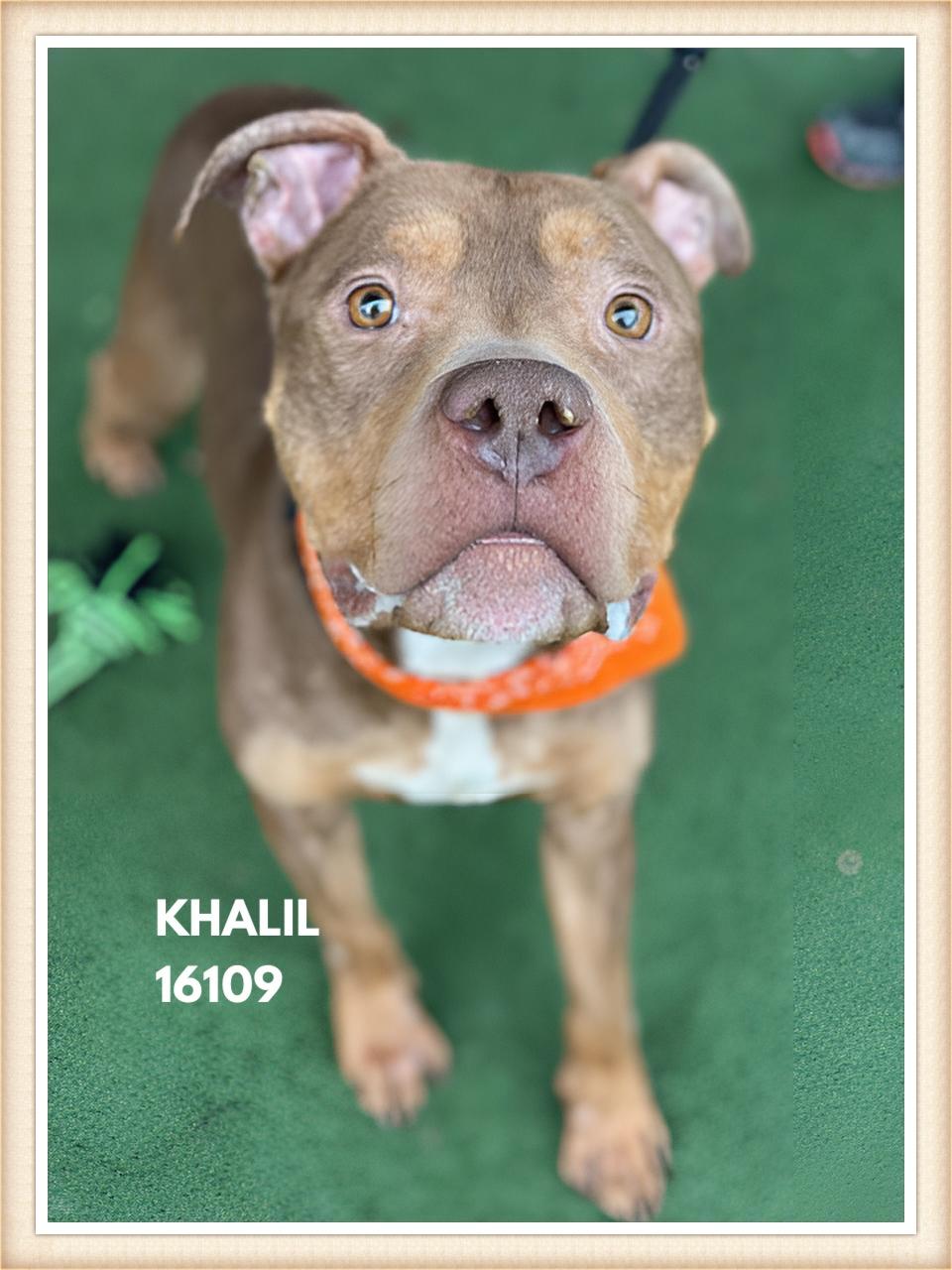 Enlarge KHALIL, a ADOPTABLE mixed breed in Marietta, GA image 4/6