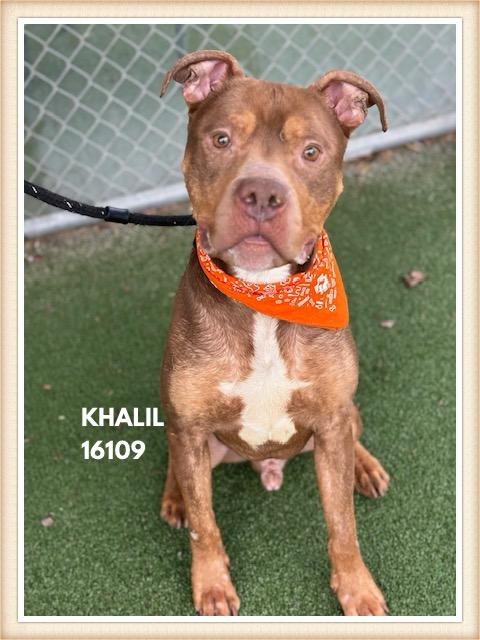Enlarge KHALIL, a ADOPTABLE mixed breed in Marietta, GA image 2/6