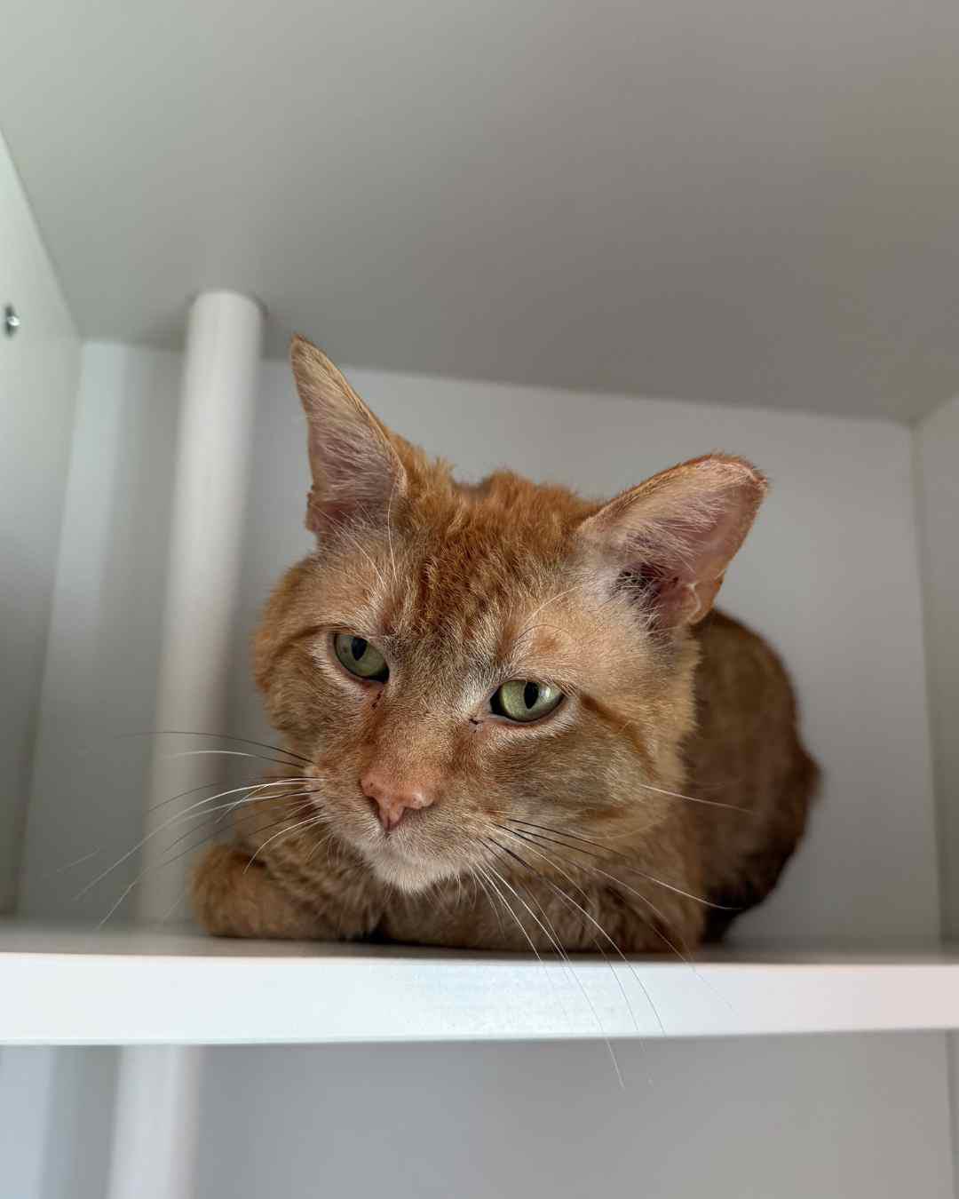 Enlarge Donald Duck, a Adoptable Domestic Short Hair in Evanston, IL image 1/3