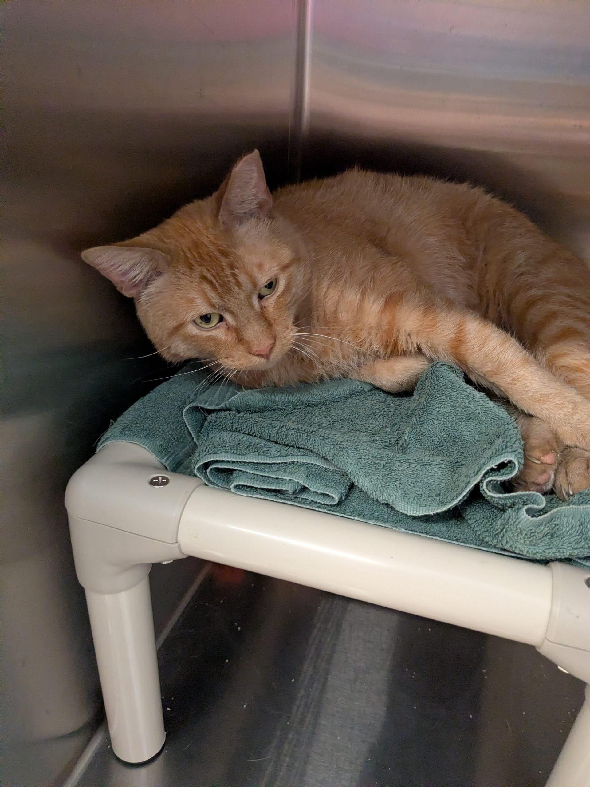 Donald Duck, ADOPTABLE, Adult Male Domestic Short Hair.