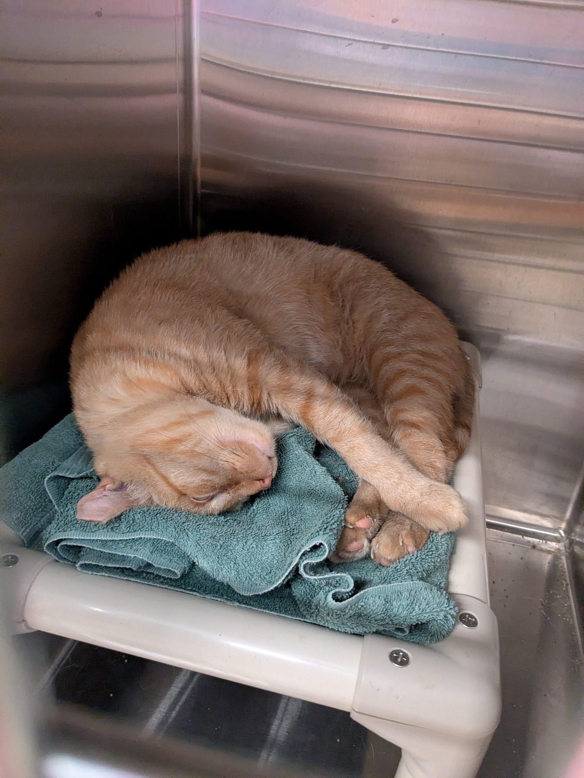 Donald Duck, a ADOPTABLE Domestic Short Hair in Evanston, IL image 2/2