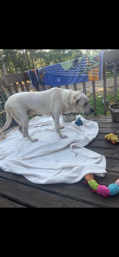 Roscoe (Courtesy Post), Adoptable, Senior Male Labrador Retriever.