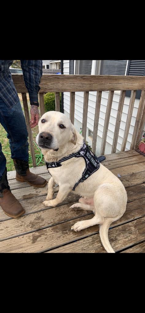 Enlarge Roscoe (Courtesy Post), a Adoptable Labrador Retriever in Rutherfordton, NC image 2/3