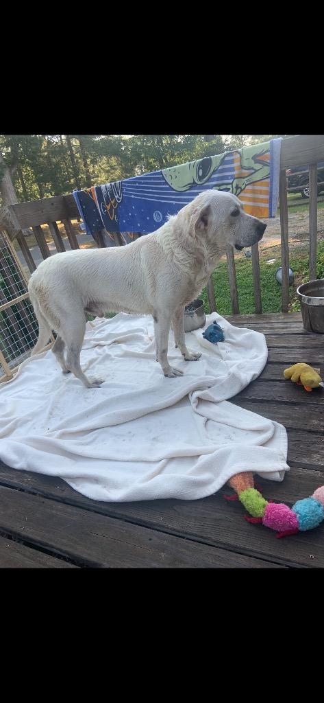 Enlarge Roscoe (Courtesy Post), a Adoptable Labrador Retriever in Rutherfordton, NC image 3/3